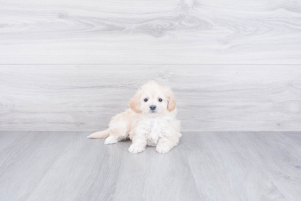 Maltipoo Puppy for Adoption