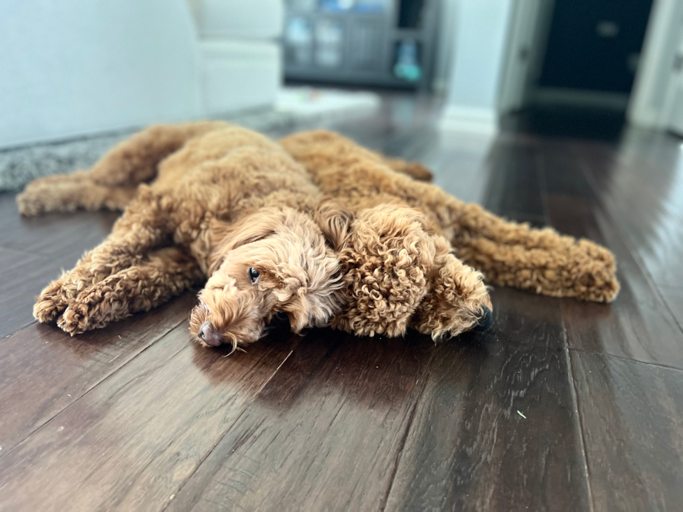 two curly-haired hypoallergenic mini goldendoodles sitting on the floor back to back