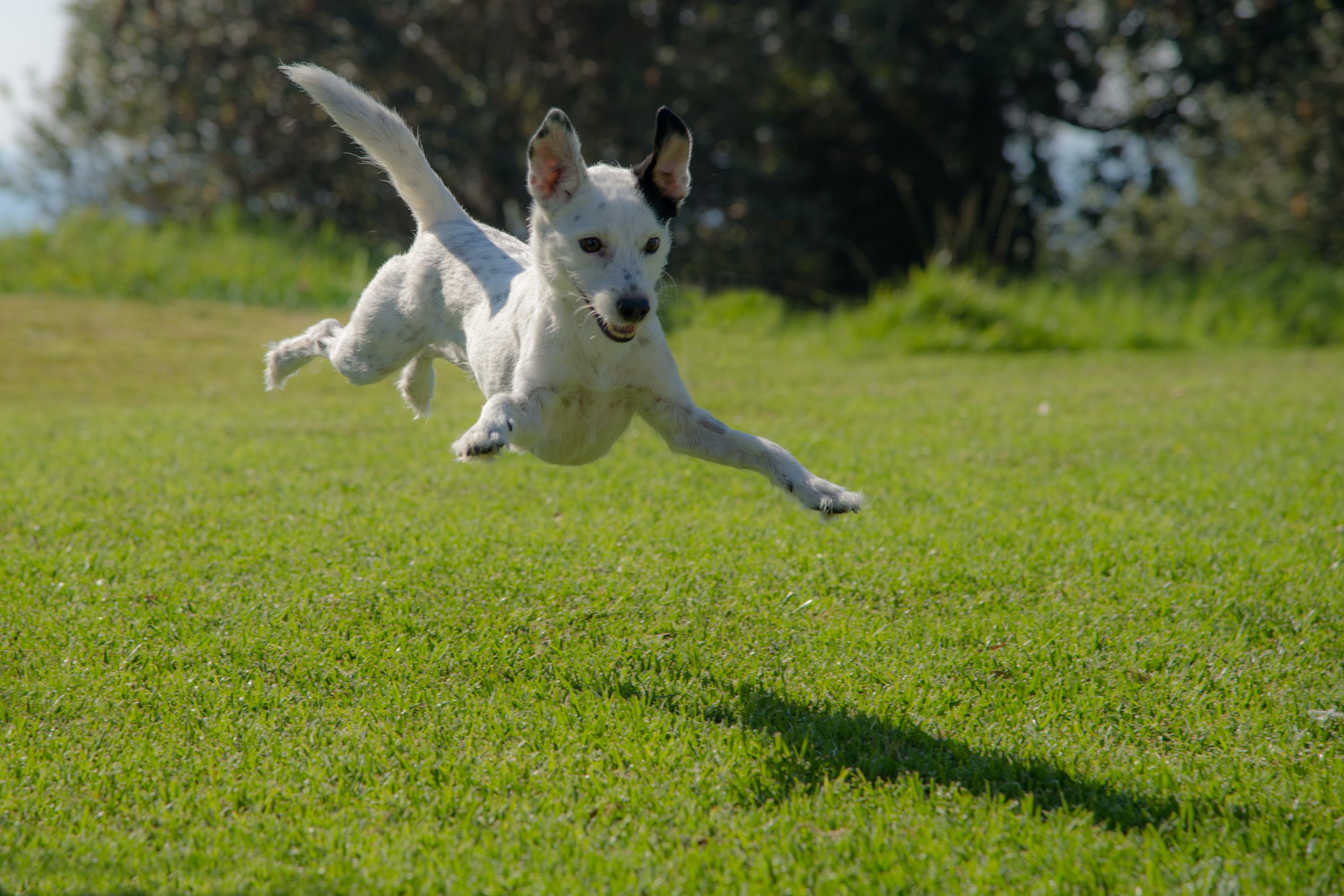 funny dog in mid-air flight