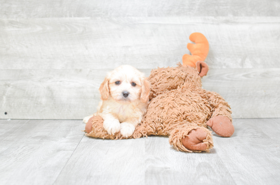 Cavachon Puppies for Sale - US Shipping | Premierpups.com