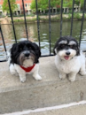 Puppy For Sale Premier Pups Puppy For Sale Premier Pups