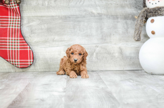 Fluffy Mini Goldendoodle Poodle Mix Pup