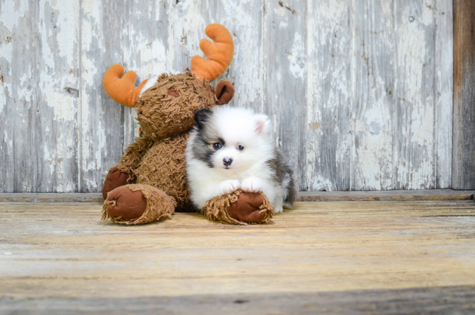 Pomeranian Puppy for Adoption