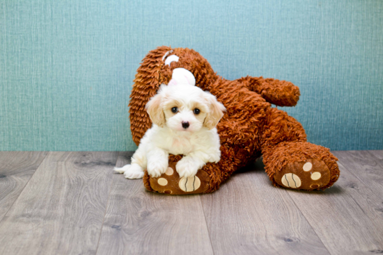 Small Cavachon Baby