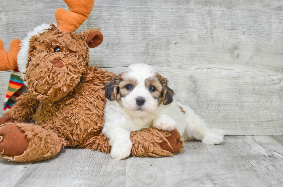 8 week old teddy bear puppies