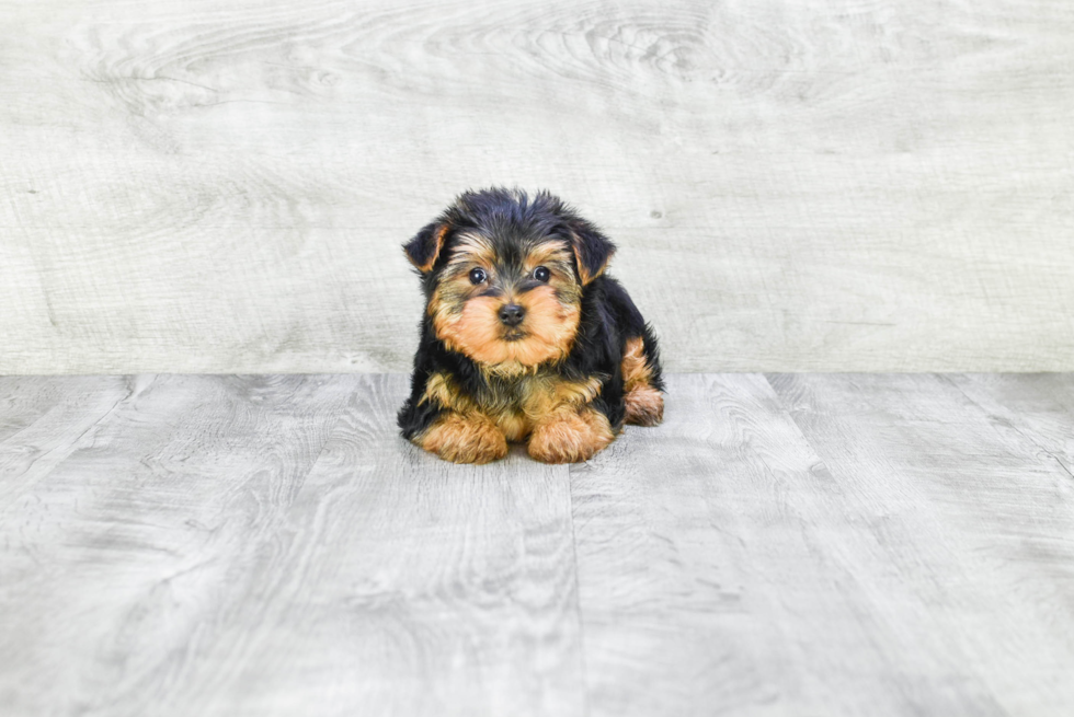 Meet Snickers - our Yorkshire Terrier Puppy Photo 3/3 - Premier Pups