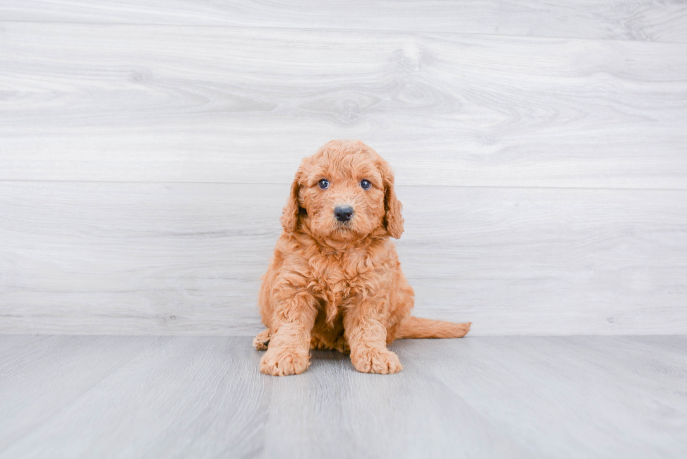 Mini Goldendoodle Puppy for Adoption