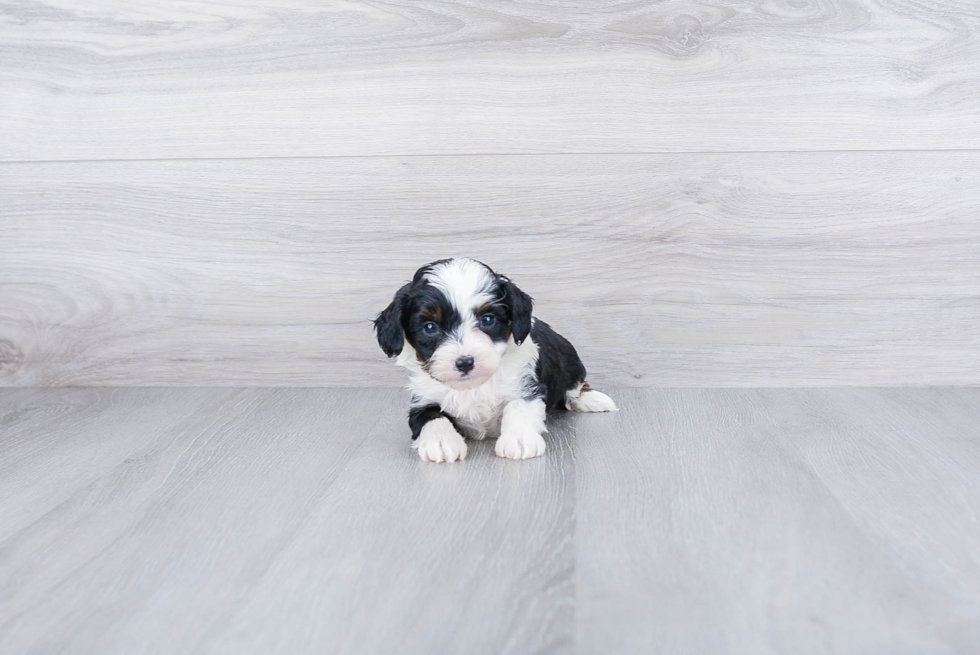 Meet Nox - our Mini Aussiedoodle Puppy Photo 3/4 - Premier Pups