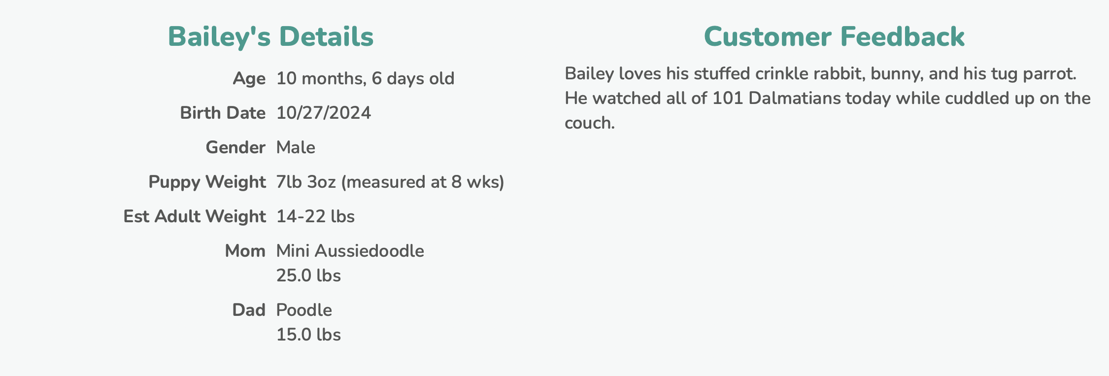 premier pups customer review with mini aussiedoodle puppy bailey's details