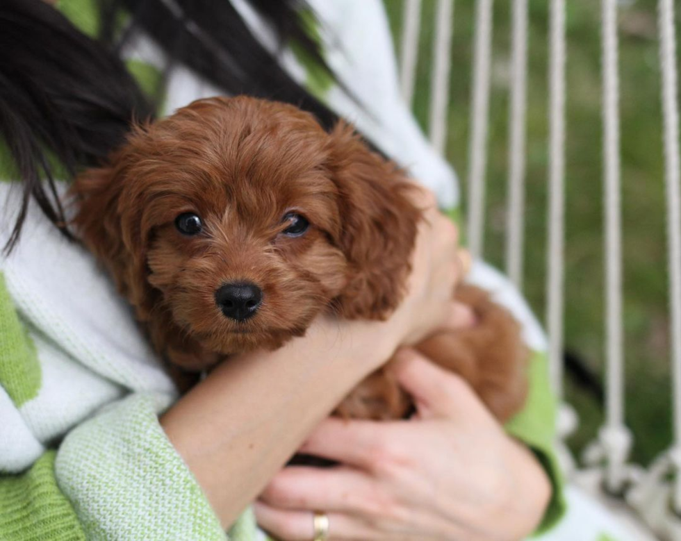cuddly F1 cavapoo in the arms of its owner