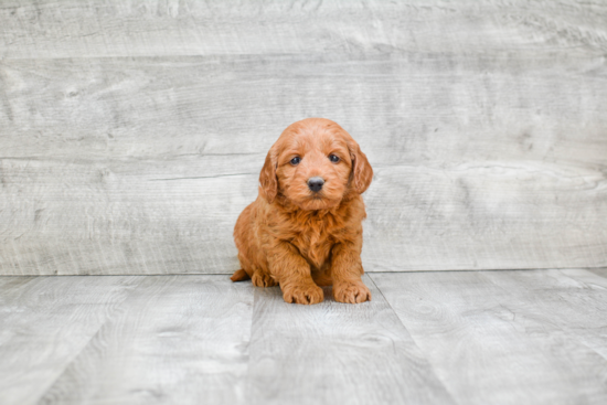 Mini Goldendoodle Puppy for Adoption