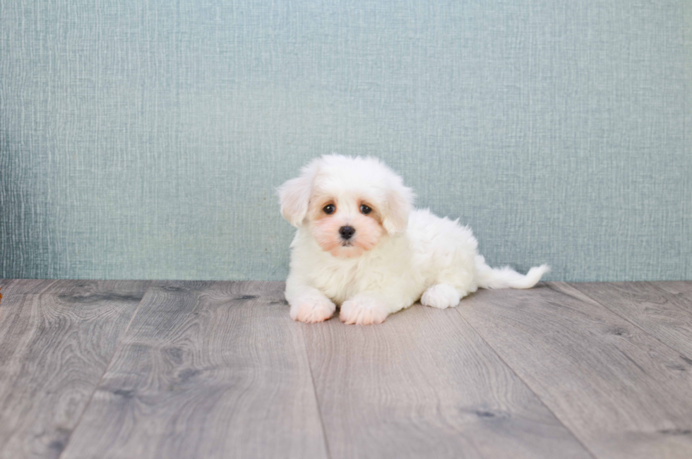 maltipoo puppies for sale ohio pin maltipoo puppies for sale in ohio on maltipoo puppies for sale ohio pin maltipoo puppies for sale in ohio on