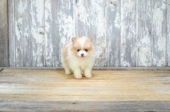 Small Pomeranian Baby