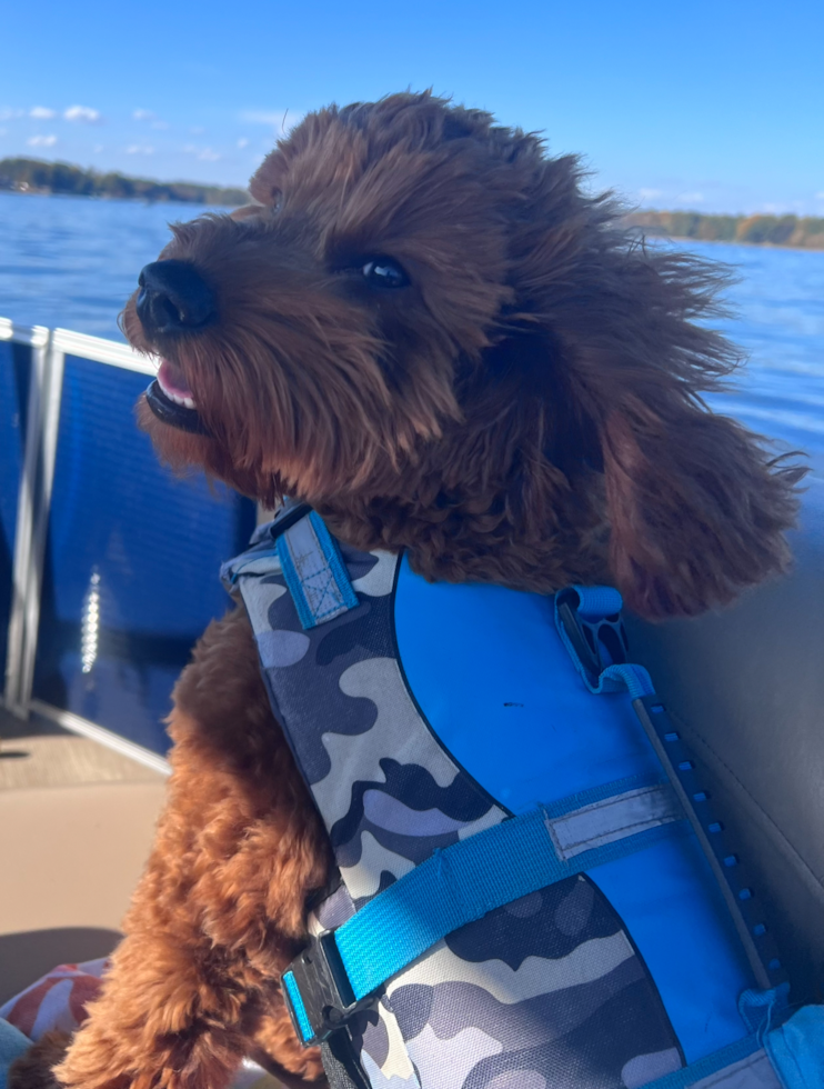 small mini goldendoodle dog on a boat