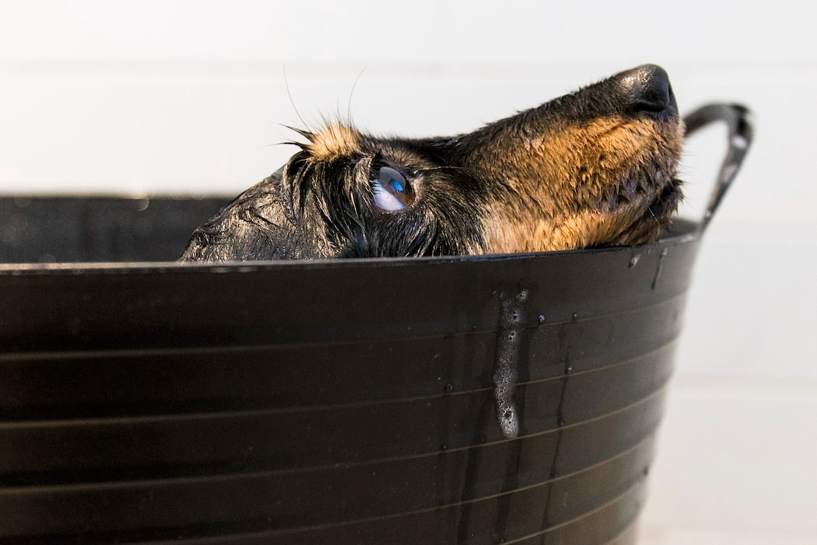 Small dog enjoying a bubbly bath in a tub