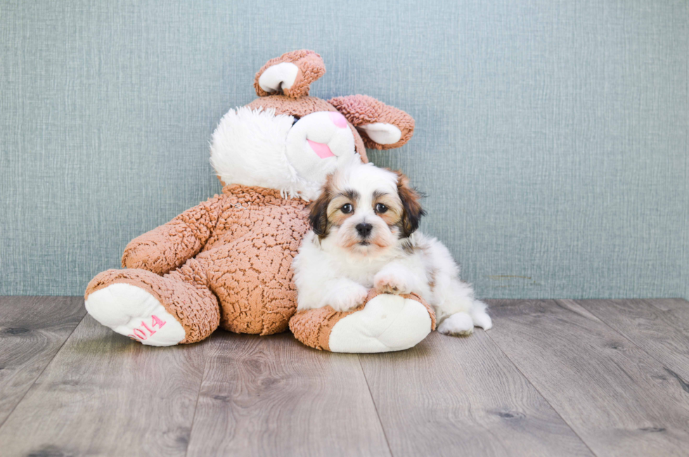 teddy bear puppy prices