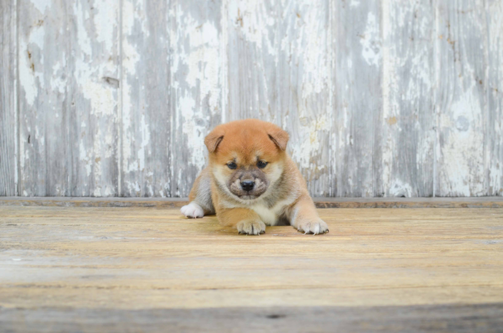 Shiba Inu Pup Being Cute