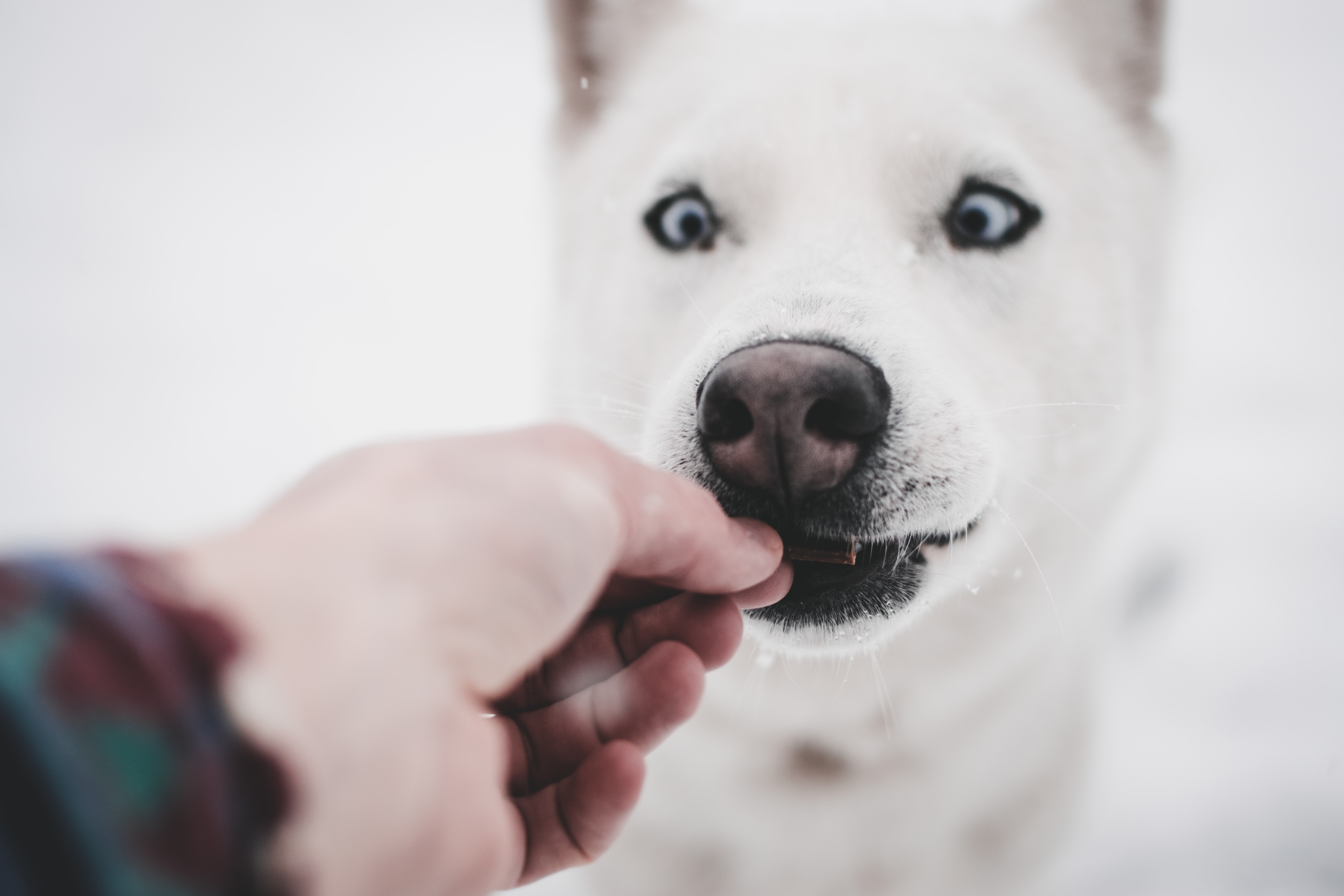 funny dog criss crossing its eyes while looking at a treat