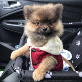 Puppy For Sale Premier Pups Pomeranian Being Cute