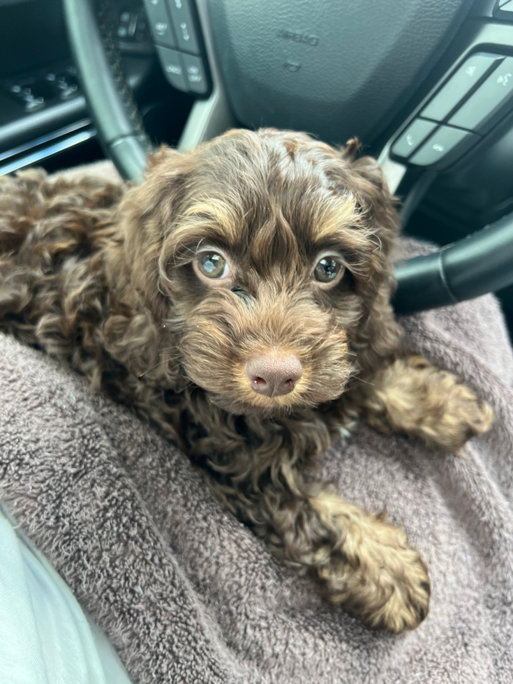 chocolate merle cockapoo puppy sitting on a person's lap in a car