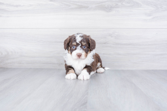 Mini Bernedoodle Pup Being Cute