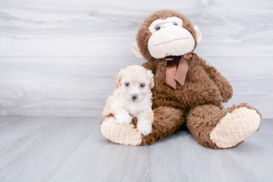 Energetic Maltese Poodle Poodle Mix Puppy