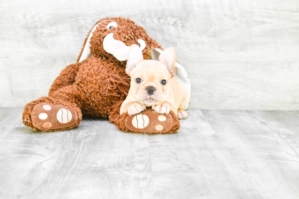 Meet Pierre - our French Bulldog Puppy Photo 2/3 - Premier Pups