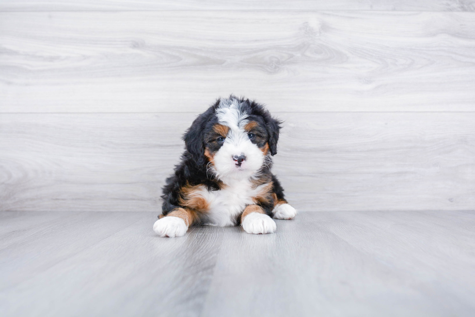 Meet Lauren - our Mini Bernedoodle Puppy Photo 3/3 - Premier Pups