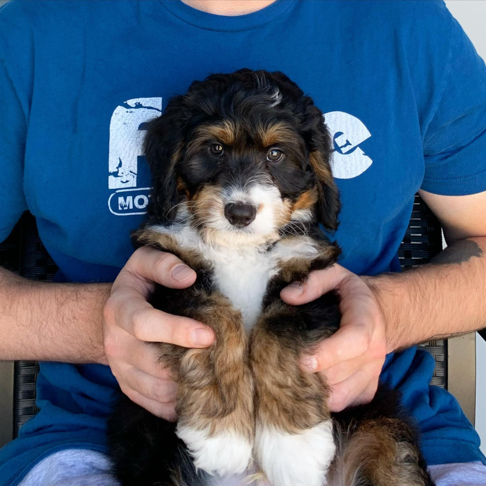 tricolor f2 mini bernedoodle puppy being held by a person - who is an f2 mini bernedoodle best for 