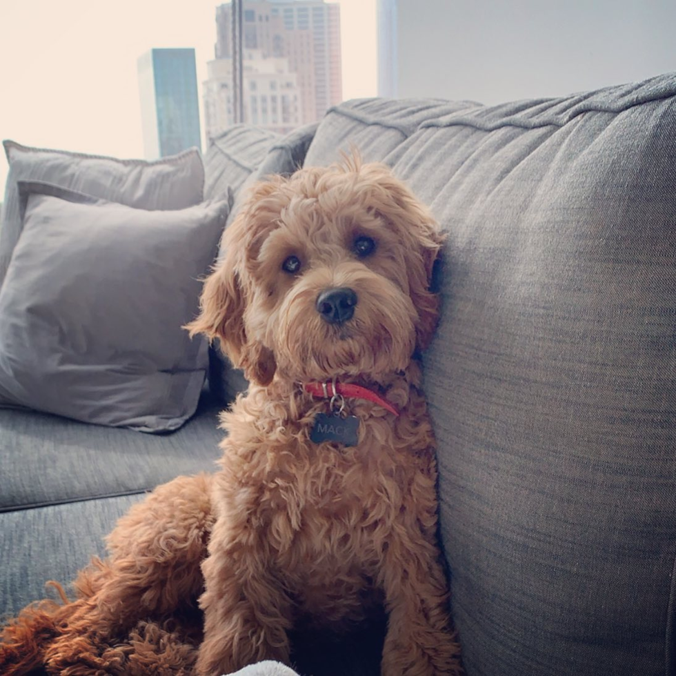 apricot cockapoo dog with a wavy coat sitting on a couch