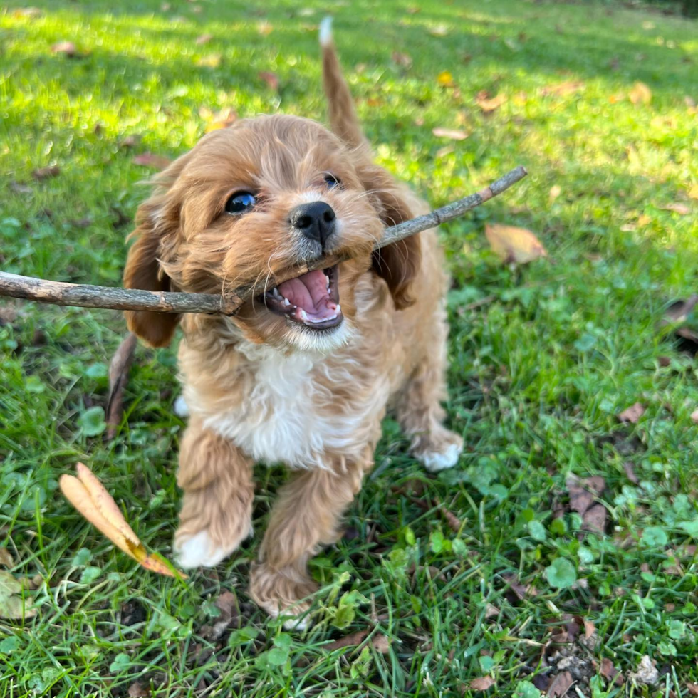 cavapoo puppy playing with a stick