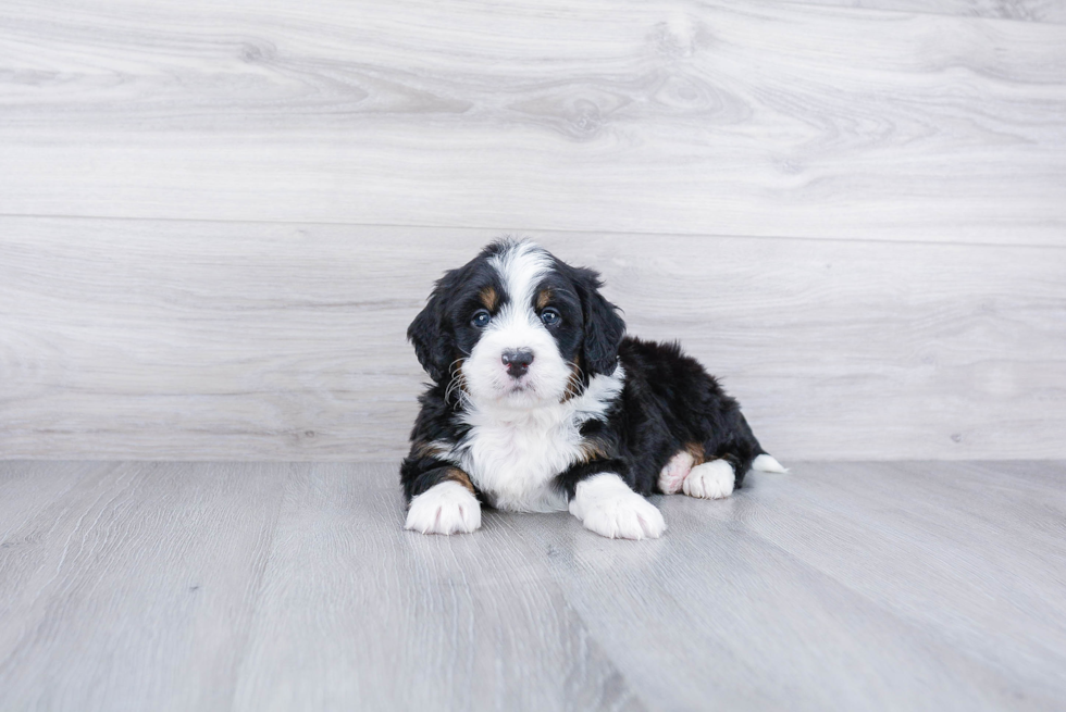 Meet Benjamin - our Mini Bernedoodle Puppy Photo 2/3 - Premier Pups