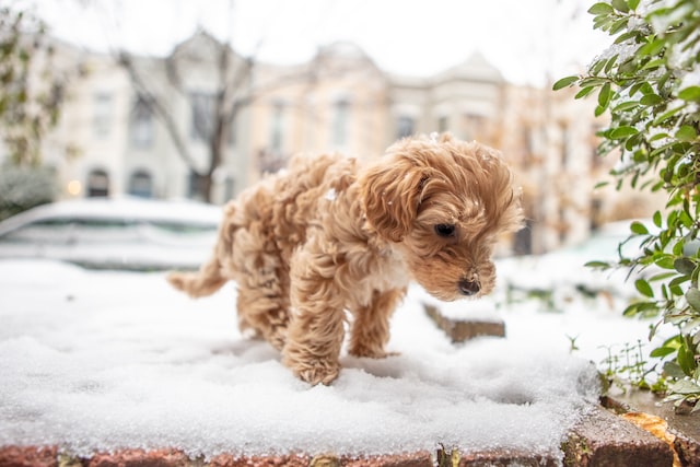 small puppy in snow