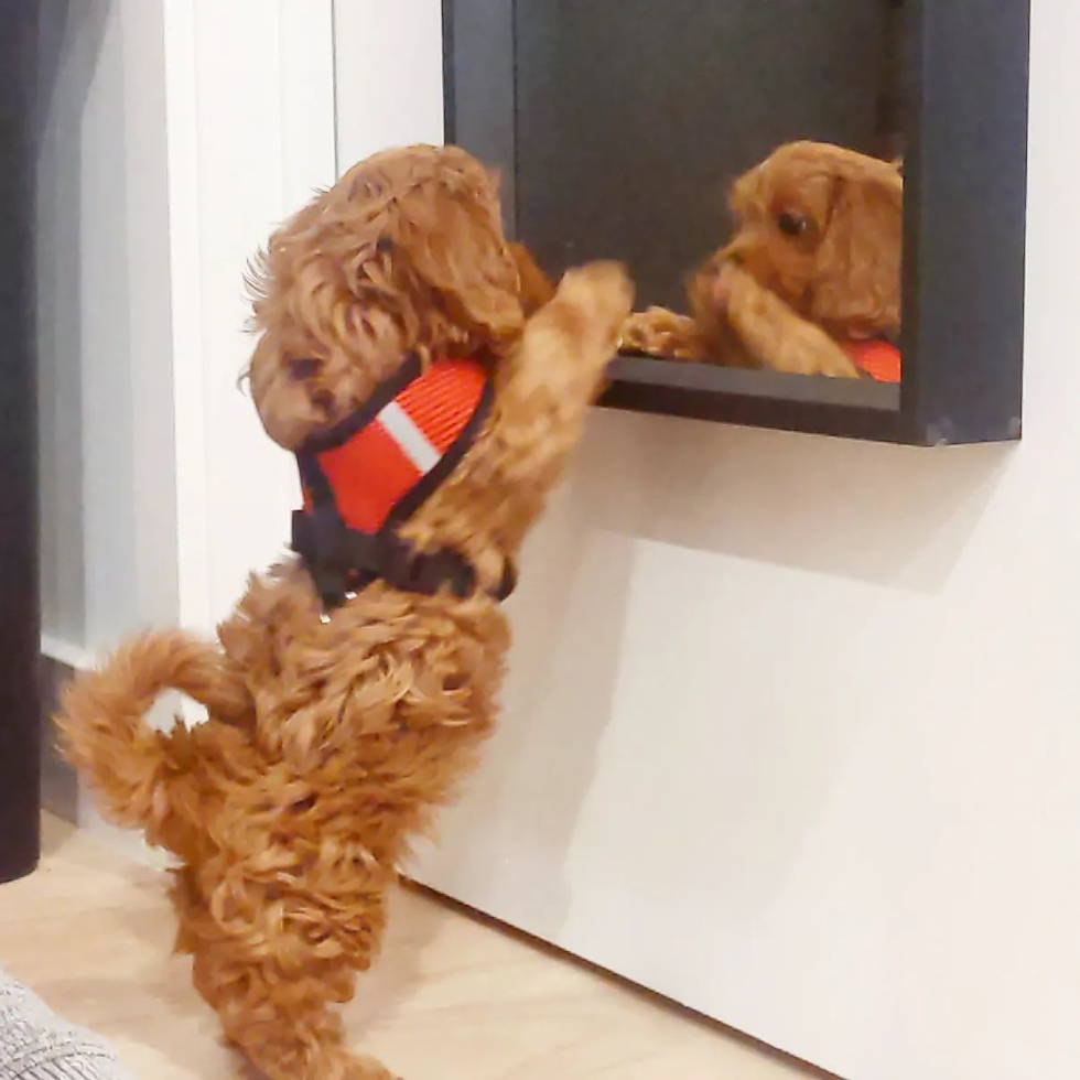 small cavapoo looking in the mirror