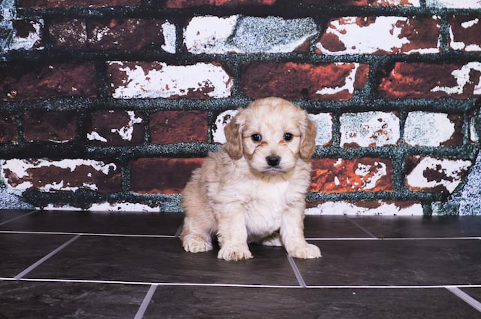 Miniature Goldendoodle puppies for sale Mixed small breed puppies for