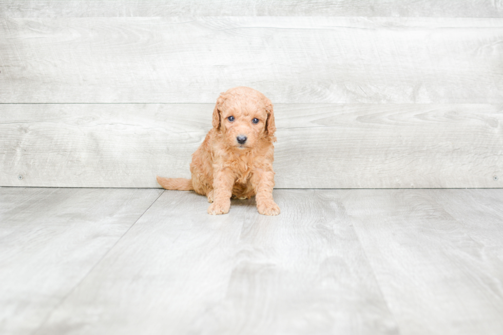 Meet Savannah - our Mini Goldendoodle Puppy Photo 3/3 - Premier Pups