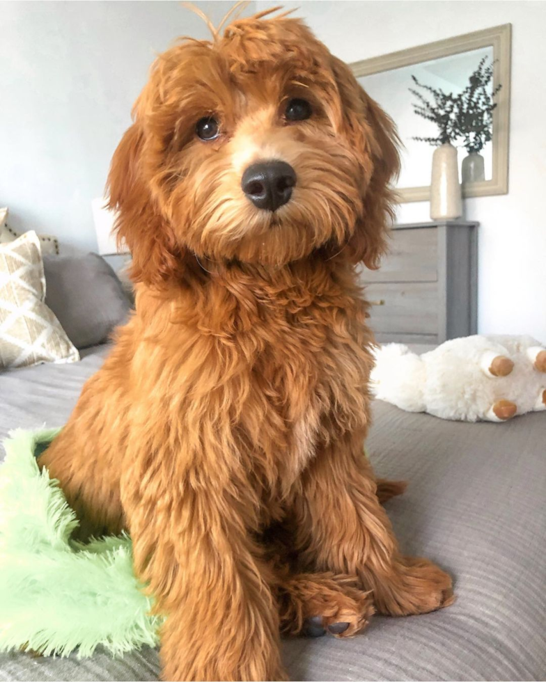 mini goldendoodle with shaggy hair sitting on a bed