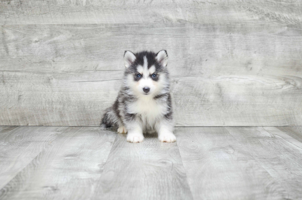 Pomsky Pup Being Cute