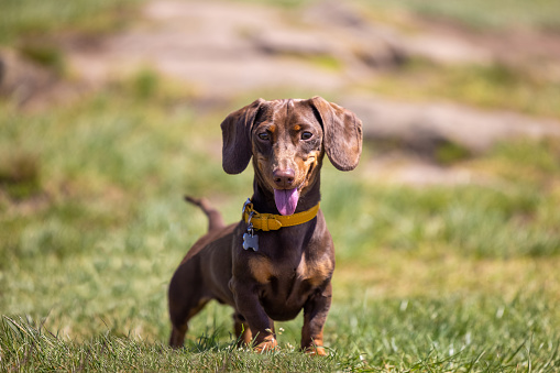 Dachshund Breed Info