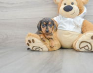 9 week old Dachshund Puppy For Sale - Premier Pups