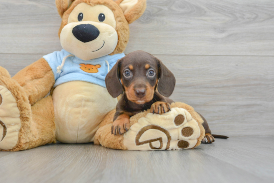 Cute Dachshund Purebred Puppy