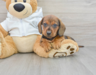 8 week old Dachshund Puppy For Sale - Premier Pups