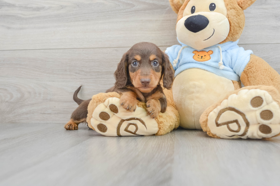 Dachshund puppies for sale