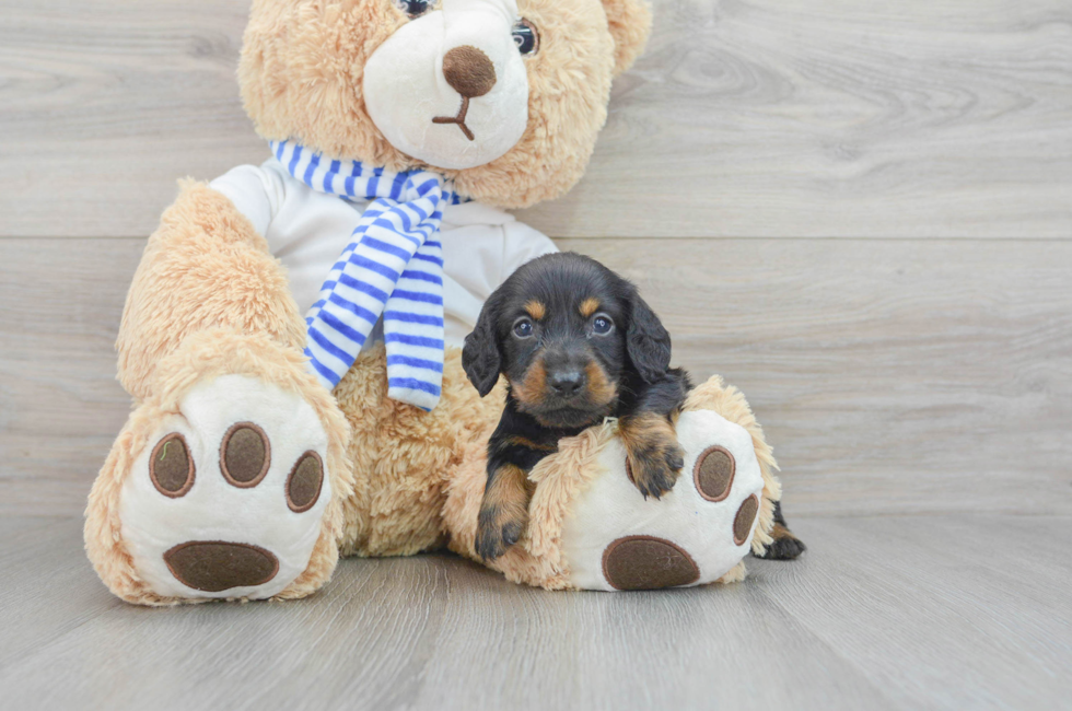 7 week old Dachshund Puppy For Sale - Premier Pups