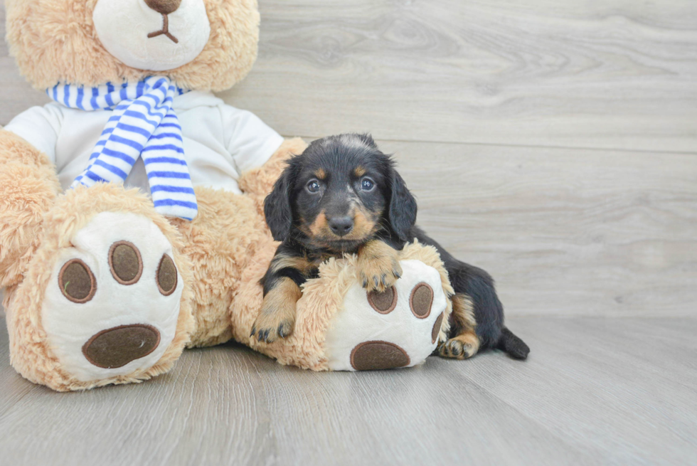 Cute Dachshund Baby