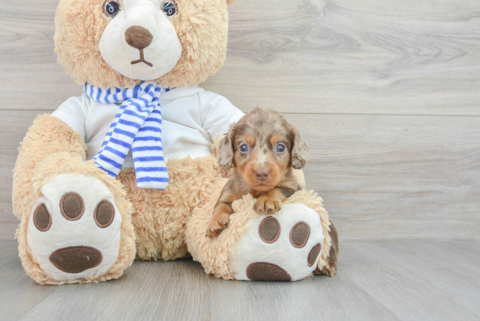 Dachshund Puppy for Adoption