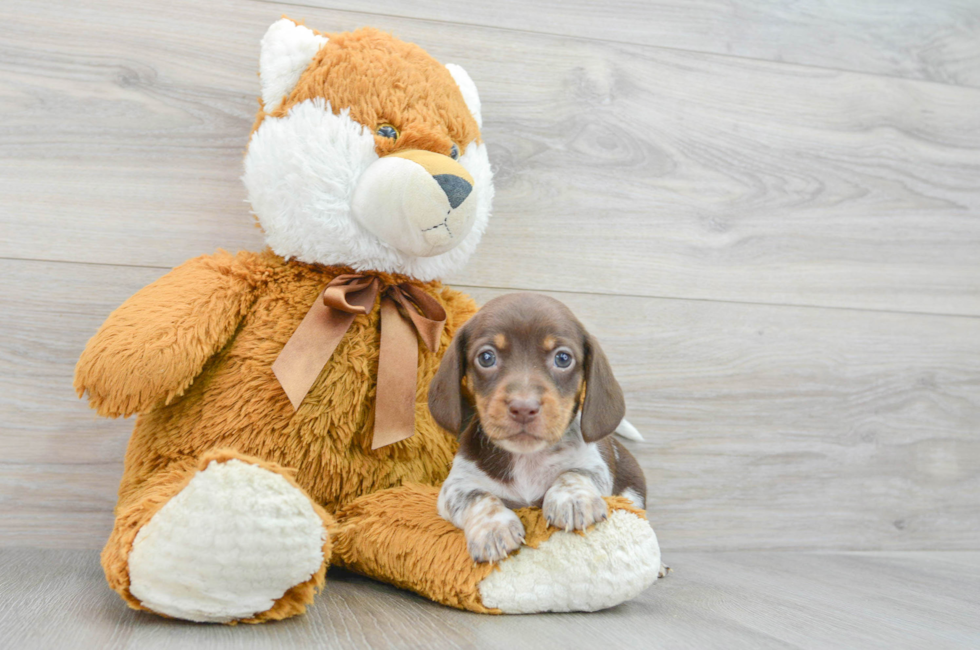 6 week old Dachshund Puppy For Sale - Premier Pups