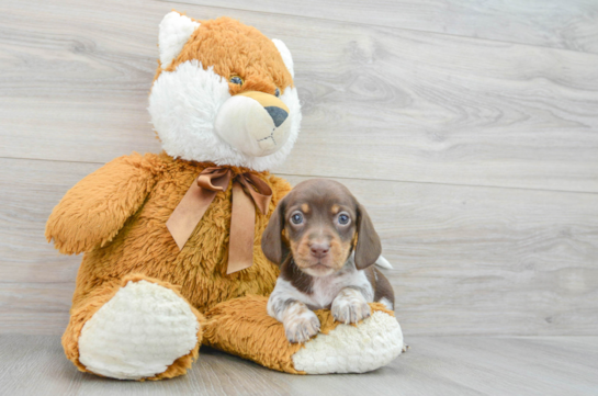 Cute Dachshund Baby