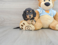 7 week old Dachshund Puppy For Sale - Premier Pups