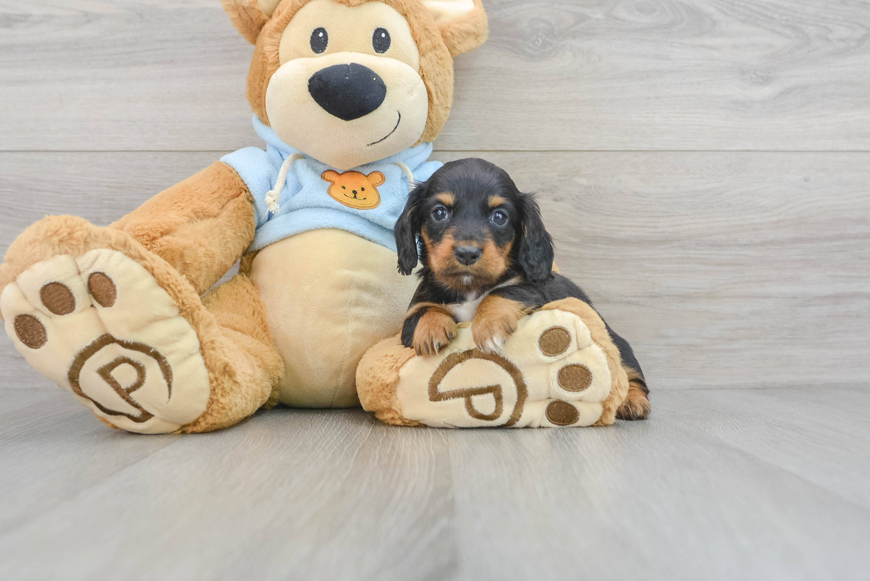 German dachshund puppies for 2024 sale